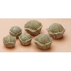 CM0262 - 661 Riverview Cabbages