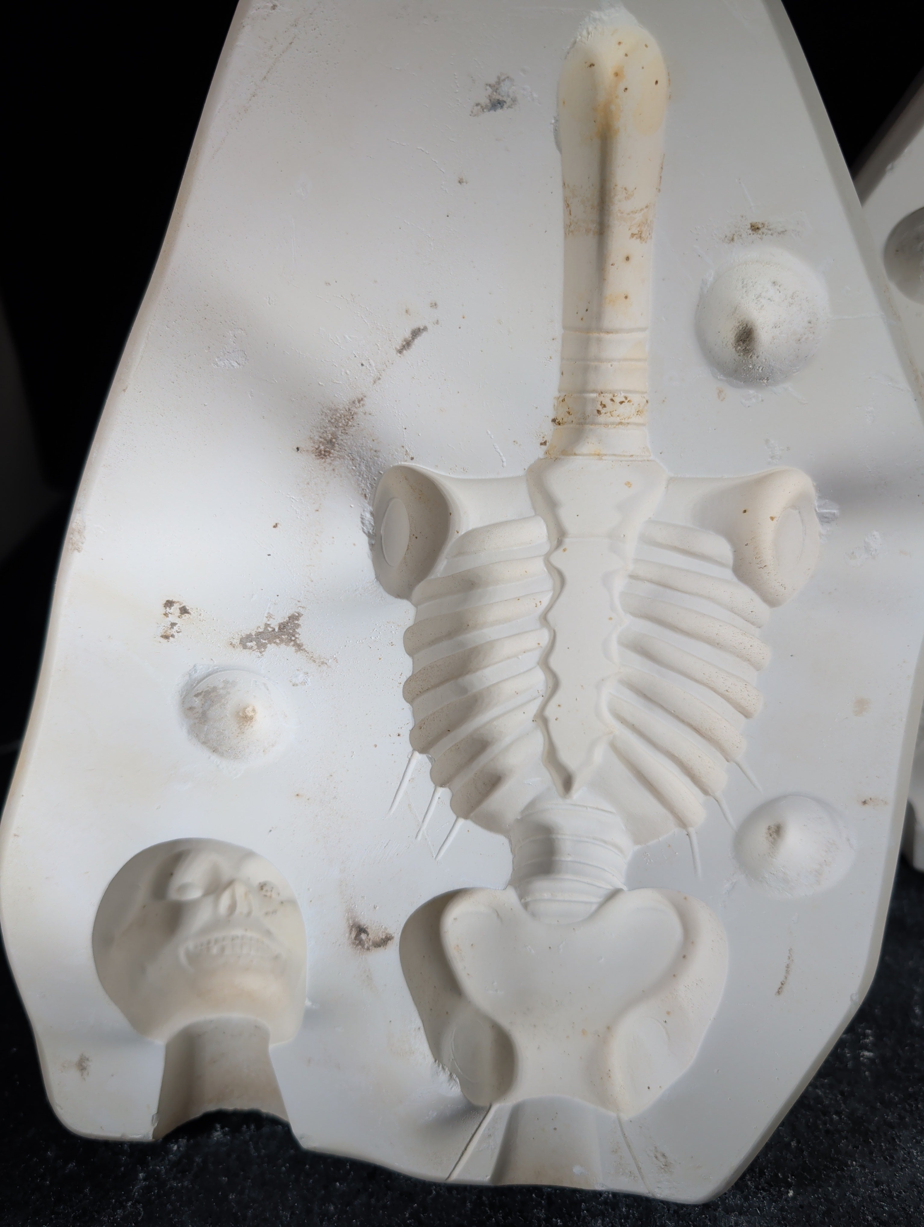 CM0037 - S-1732 SCIOTO Skelton (Mr or Miss Bones) - Head and Body