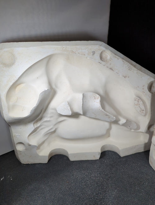 CM0146 - Cougar