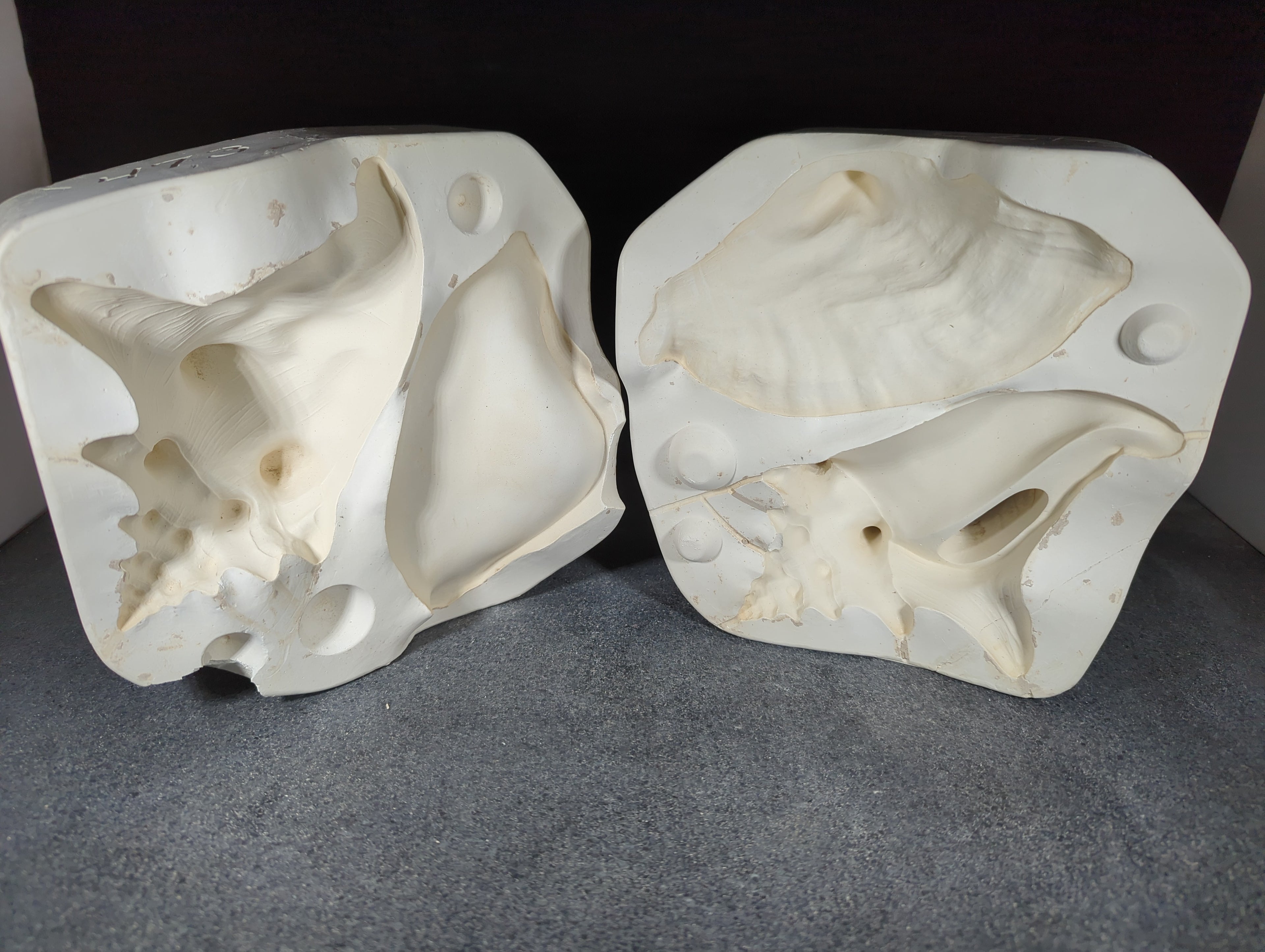 CM0151 - DM 473 Duncan Conch Shell